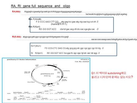 RA(4kb)- Atggagtccgaaatgctgcaatcgcctcttctgggcctgggggaggaagatgaggc……………………………………………….. ……………………………………………. ……………………….,……. …tactacatctccgtgtactcggtggagaagcgtgtcagatag.