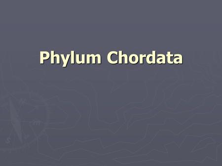 Phylum Chordata. Vertebrate Classification ClassCommon Name Myxini and CephalaspidomorphiJawless fishes ChondrichthyesCartilaginous fishes OsteichthyesBony.