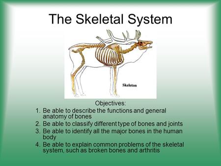 The Skeletal System Objectives: 1.Be able to describe the functions and general anatomy of bones 2.Be able to classify different type of bones and joints.