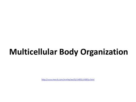 Multicellular Body Organization