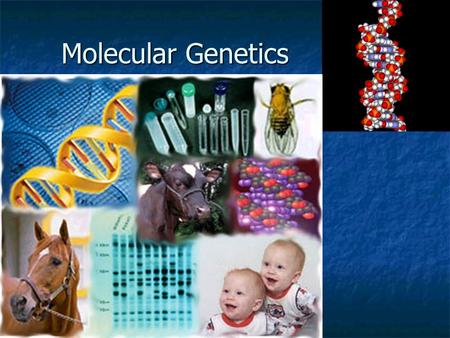 Molecular Genetics Molecular Genetics. Question??????? What IS a gene or trait? In the case above, what are freckles? What IS a gene or trait? In the.