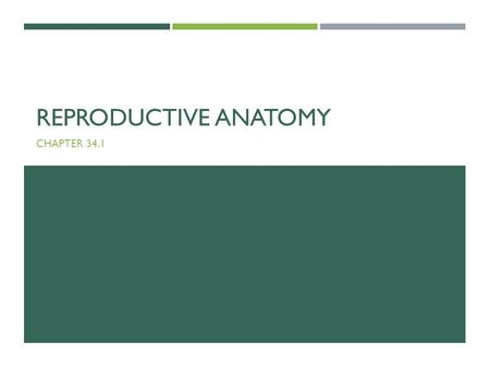 REPRODUCTIVE ANATOMY CHAPTER 34.1. REPRODUCTIVE SYSTEM This applies to all humans and can also apply to most mammals. Reproductive system – collection.