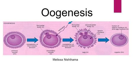 Oogenesis Melissa Nishihama.