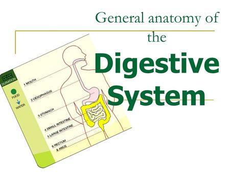 General anatomy of the Digestive System