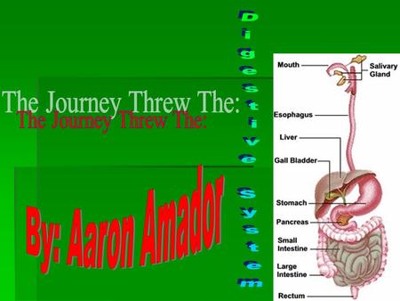 Index – Where Do You Want To go? The Mouth The Mouth is used to chew and grind up your food into smaller pieces.