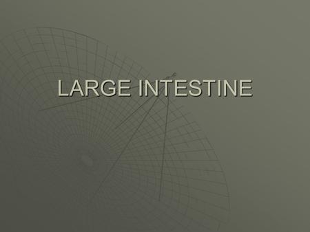 LARGE INTESTINE.  COLOR CODE THE LARGE INTESTINE  C, B, D, F, H, I, J, and K.