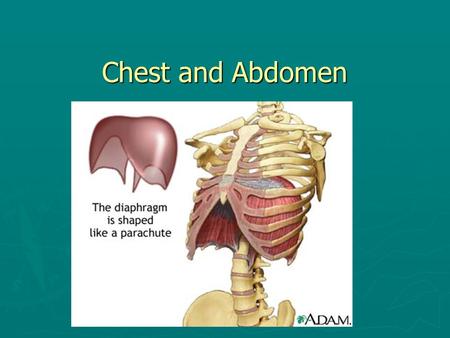 Chest and Abdomen.