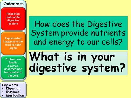 What is in your digestive system?