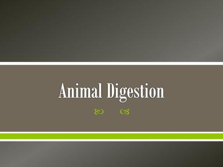 Animal Digestion.