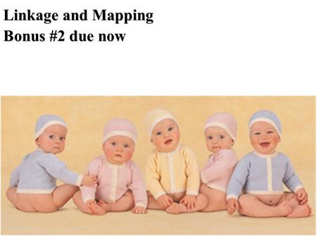 Linkage and Mapping Bonus #2 due now. The relationship between genes and traits is often complex Complexities include: Complex relationships between alleles.