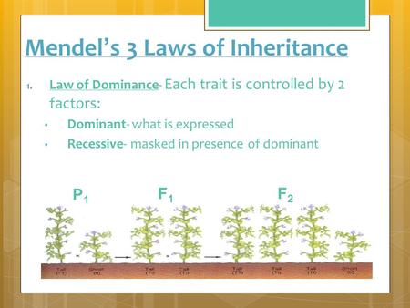 Mendel’s 3 Laws of Inheritance 1. Law of Dominance- Each trait is controlled by 2 factors: what is expressed Dominant- what is expressed Recessive- masked.