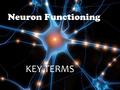 Neuron Functioning KEY TERMS. Types of Neurons Sensory Neurons – send signals from your senses (eyes, ears, nose, taste buds, skin) toward the spinal.