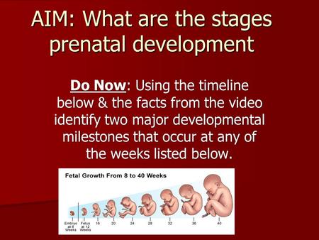 AIM: What are the stages prenatal development Do Now: Using the timeline below & the facts from the video identify two major developmental milestones that.