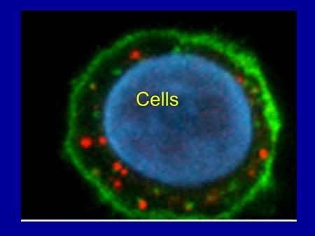 Cells. Cell Theory 1665, Robert Hooke was the first to uswe a microscope to observe “cells” small compartments in a plant By the 1800s, cells had been.