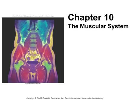 Copyright © The McGraw-Hill Companies, Inc. Permission required for reproduction or display. Chapter 10 The Muscular System.