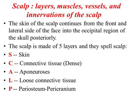 Scalp : layers, muscles, vessels, and innervations of the scalp The skin of the scalp continues from the front and lateral side of the face into the occipital.