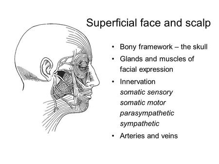 Superficial face and scalp