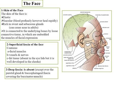 The Face 1-Skin of the Face The skin of the face is: Elastic