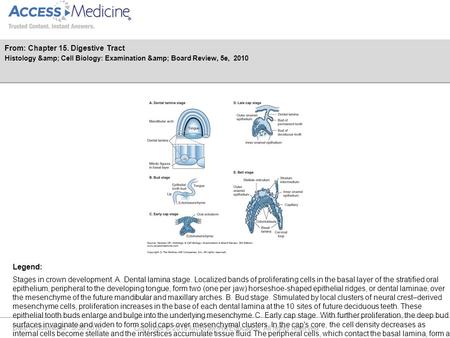 Date of download: 5/30/2016 Copyright © 2016 McGraw-Hill Education. All rights reserved. Stages in crown development. A. Dental lamina stage. Localized.