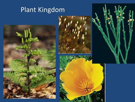 Plant Kingdom. Chapter Vocabulary Cuticle Stoma Xylem Phloem Guard Cell Non-Vascular Plant Root Stem Leaves Seeds.