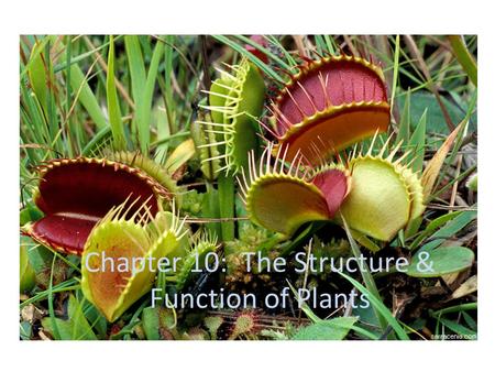 Chapter 10: The Structure & Function of Plants. Chapter 10, Section 1 & 2: The Plant Kingdom What is a plant? Nearly all plants produce their own food.