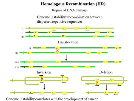 5678 910 11 12 I II III Homologous Recombination (HR) Repair of DNA damage Genome instability: recombination between dispersed repetitive sequences Translocation.