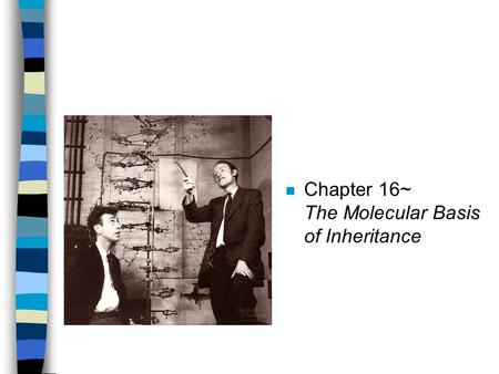 N Chapter 16~ The Molecular Basis of Inheritance.