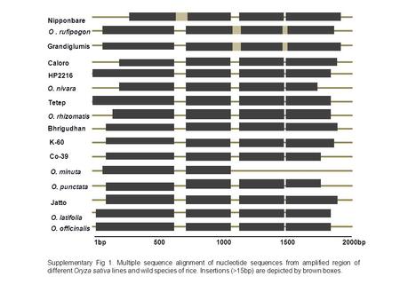 Supplementary Fig 1. Multiple sequence alignment of nucleotide sequences from amplified region of different Oryza sativa lines and wild species of rice.