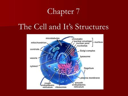 Chapter 7 The Cell and It’s Structures. Cell- smallest unit of matter that can carry on all the processes of life Discovery of the Cell 17 th century-