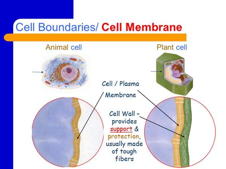 Cell Boundaries/ Cell Membrane Animal cellPlant cell Cell / Plasma Membrane Cell Wall – provides support & protection, usually made of tough fibers.