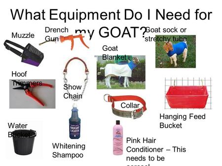 What Equipment Do I Need for my GOAT? Muzzle Goat Blanket Collar Show Chain Water Bucket Goat sock or stretchy tube Hanging Feed Bucket Hoof Trimmers Drench.