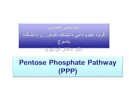 Pentose Phosphate Pathway (PPP)