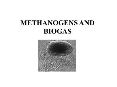 METHANOGENS AND BIOGAS. Methanogen An anaerobic microorganism that grows in the presence of carbon dioxide and produces methane gas. Methanogens are found.