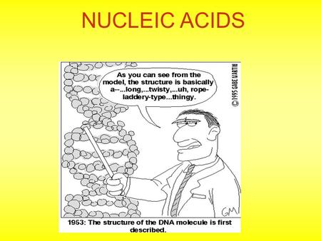 NUCLEIC ACIDS. Below is one of the molecules that makes up DNA. What functional groups do you see in the molecule: 1.Hydroxyl group 2.Carboxyl group 3.Amino.