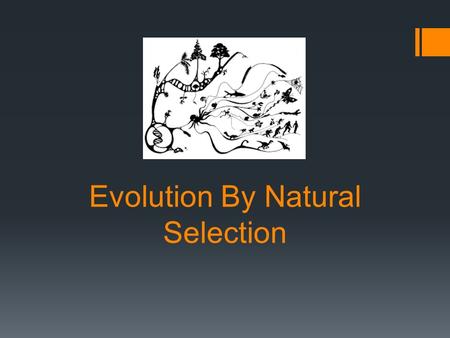 Evolution By Natural Selection. Charles Darwin  In 1831 Charles Darwin sailed to the Galapagos islands  While exploring he made many observations about.