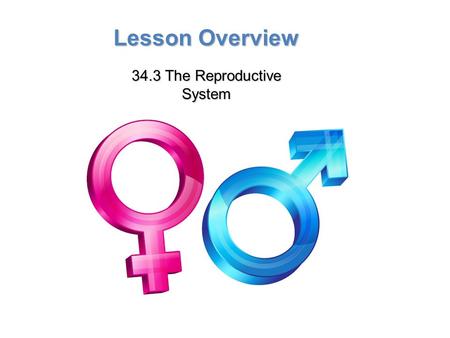 Lesson Overview Lesson Overview The Reproductive System Lesson Overview 34.3 The Reproductive System.