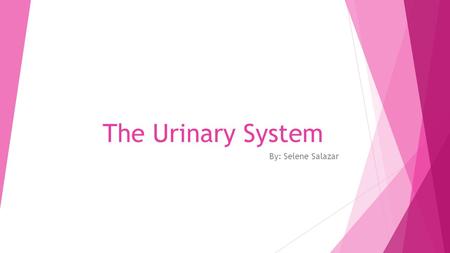 The Urinary System By: Selene Salazar. Defined Terms  Urinary Incontinence- the inability to control the bladder, which leads to an involuntary loss.