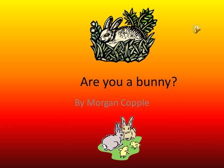 Are you a bunny? By Morgan Copple Appearance If you are a bunny you would be black, brown, white or a mixture. You are 24 inches and weigh 12 pounds.