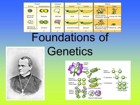 Foundations of Genetics. Genetics Alleles- different forms of a gene –Ex: Genes for eye color can be brown or blue. –You can have alleles that are homozygous.