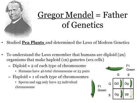 Gregor Mendel = Father of Genetics