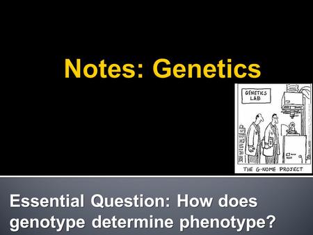 Essential Question: How does genotype determine phenotype?