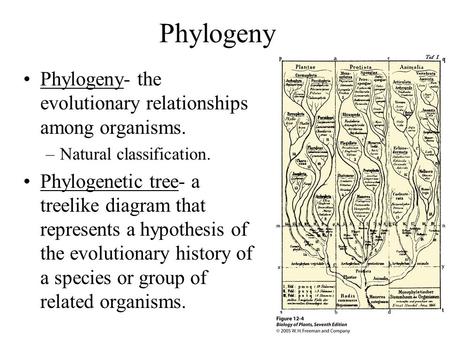 Phylogeny Phylogeny- the evolutionary relationships among organisms.