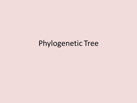 Phylogenetic Tree. Vestigial Structures https://www.youtube.com/watch?v=rFxu7NE oKC8 https://www.youtube.com/watch?v=rFxu7NE oKC8.