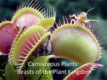 Carnivorous Plants: Beasts of the Plant Kingdom. Wild View: Carnivorous Plants https://www.youtube.com/watch?v=KYGwgzehf6c The Private Life of Plants: