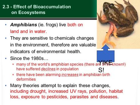 2.3 - Effect of Bioaccumulation on Ecosystems Amphibians (ie. frogs) live both on land and in water. They are sensitive to chemicals changes in the environment,