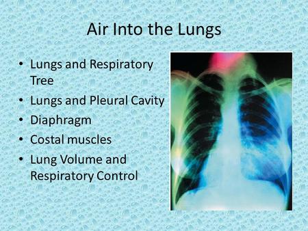 Air Into the Lungs Lungs and Respiratory Tree Lungs and Pleural Cavity Diaphragm Costal muscles Lung Volume and Respiratory Control.