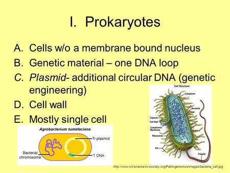 I. Prokaryotes A.Cells w/o a membrane bound nucleus B.Genetic material – one DNA loop C.Plasmid- additional circular DNA (genetic engineering) D.Cell wall.