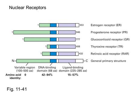 Fig. 11-41 Nuclear Receptors. Fig. 11-40 Shiu et al. (1998) Cell 95:927-937 Estrogen Receptor LBD with agonist  -helix from interact- ing co- activator.