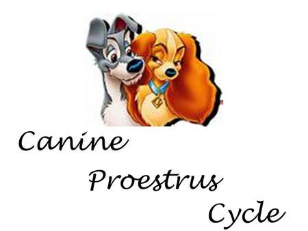 Canine Proestrus Cycle.