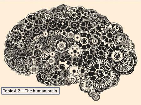 Topic A.2 – The human brain. The anterior part of the neural tube expands to form the brain. The neural tube goes on to form all the parts of the brain.